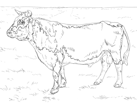 Randall Bull Coloring Page